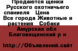 Продаются щенки Русского охотничьего спаниеля › Цена ­ 25 000 - Все города Животные и растения » Собаки   . Амурская обл.,Благовещенский р-н